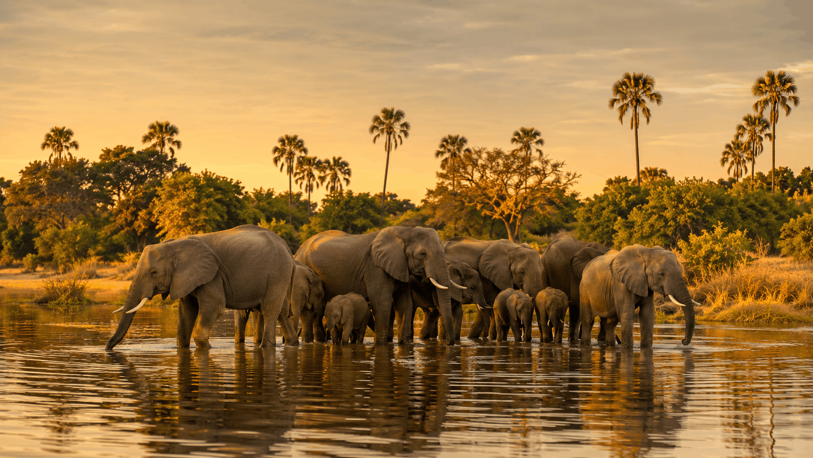 Okavango Delta elephants at water edge