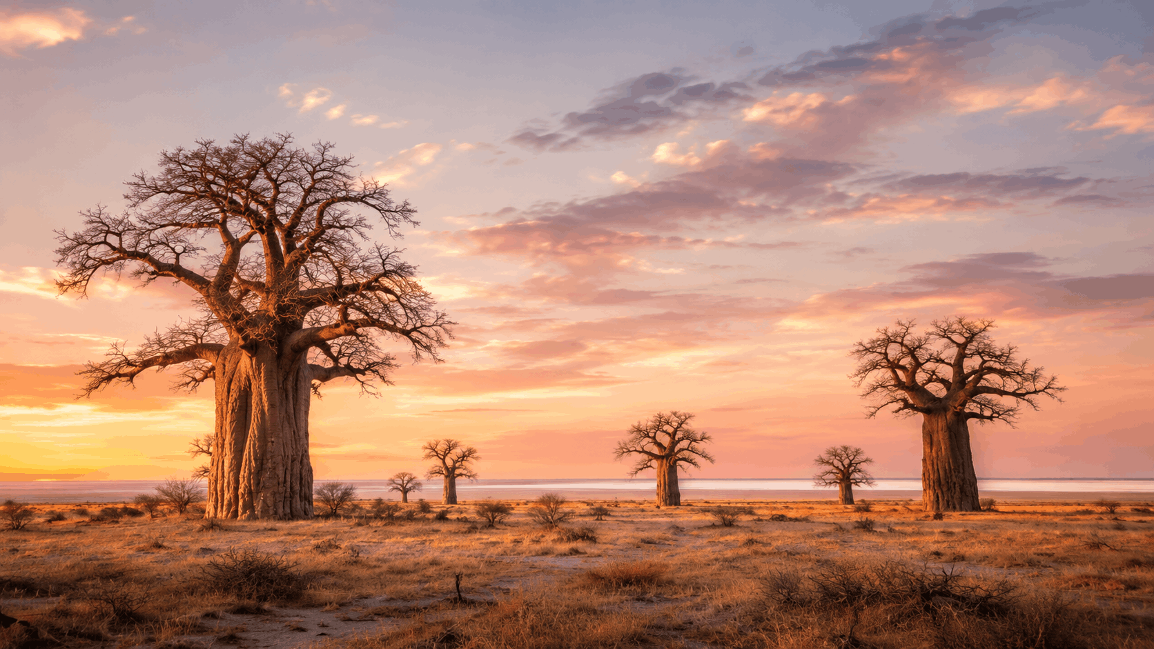 Makgadikgadi baobabs and salt pan landscape at sunset