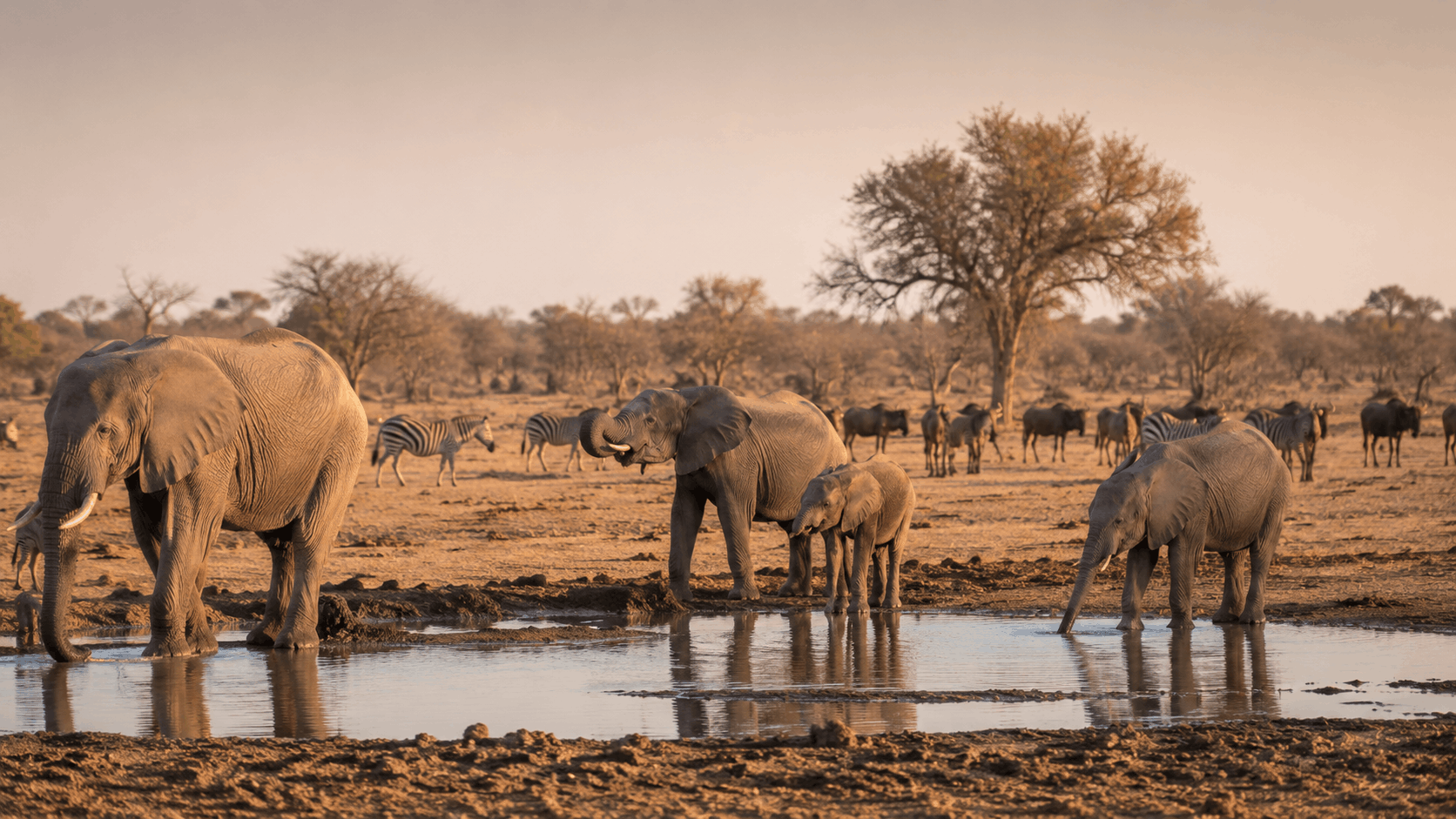 Elephants gathering around a Hwange waterhole at sunset