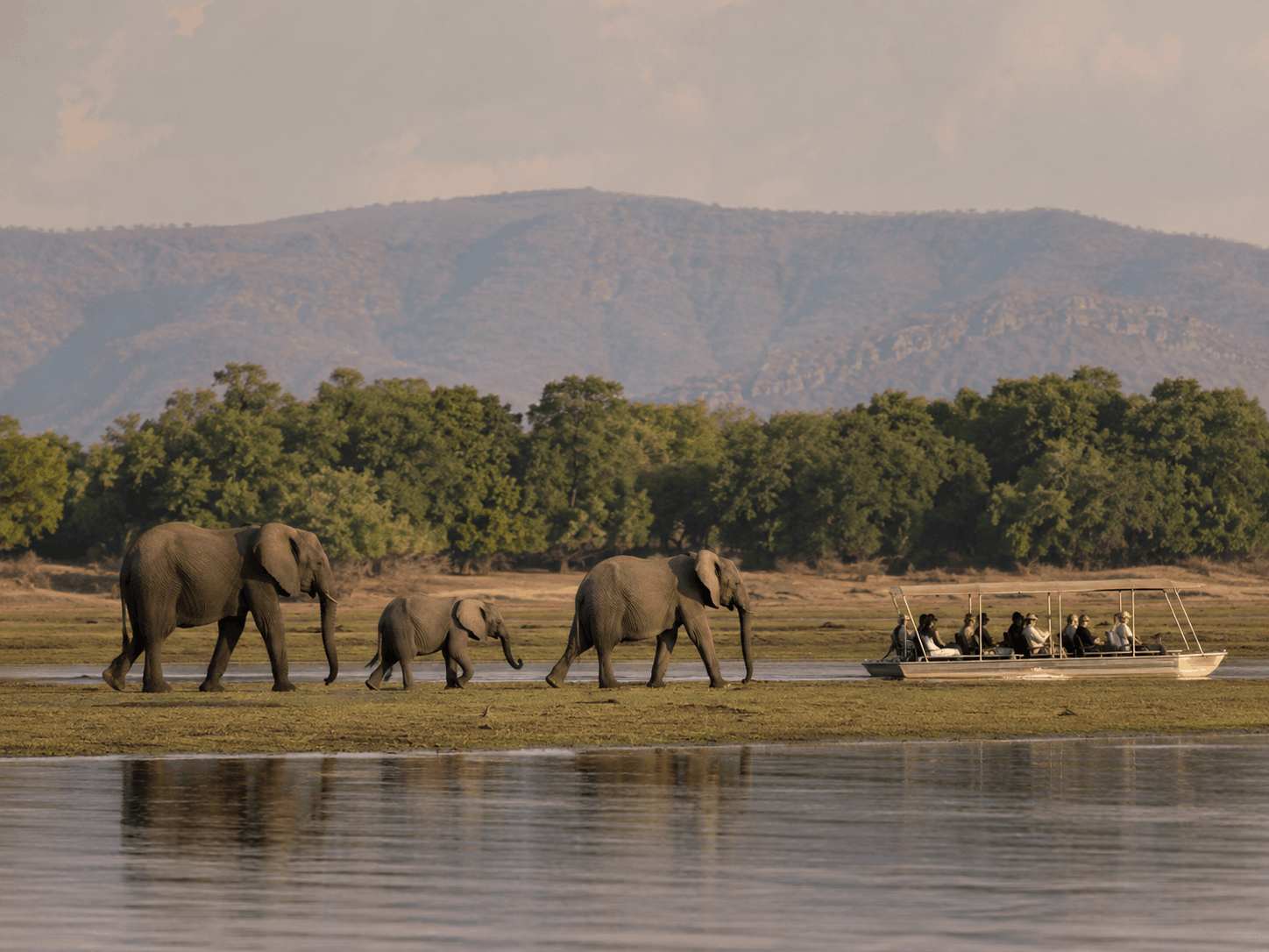 Elephants along the Mana Pools riverbank at sunset