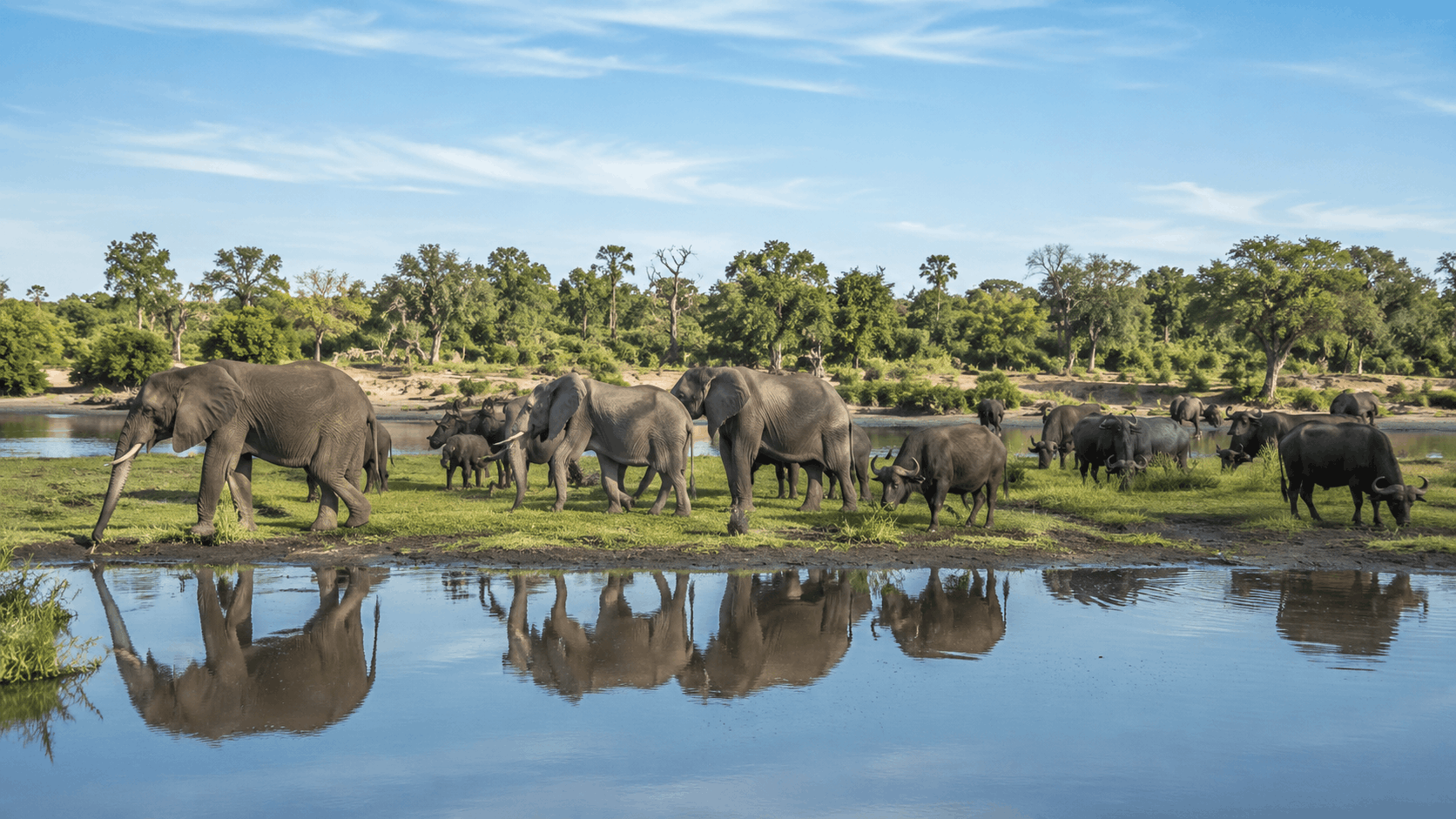 Elephants along the Chobe River at sunset
