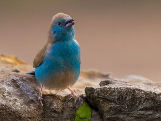 Small blue bird beside water near Ngoma Safari Lodge