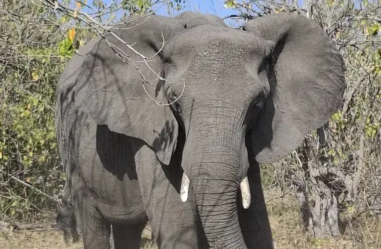 Close-up of an African elephant in natural bush