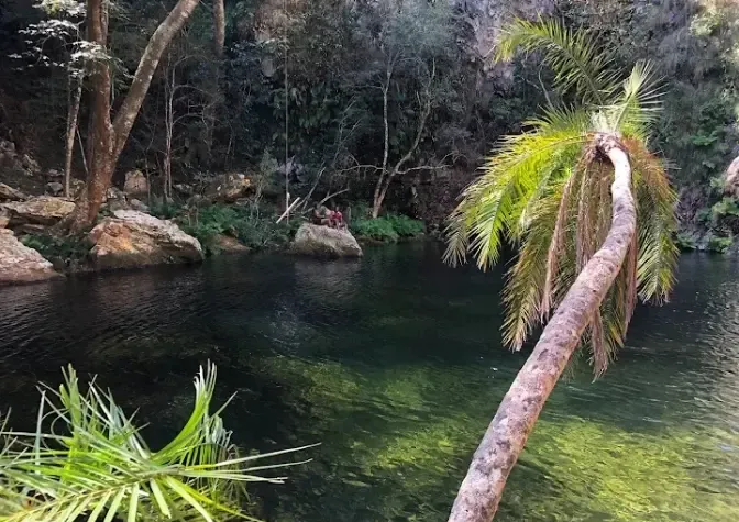 Natural swimming pool beneath a palm tree