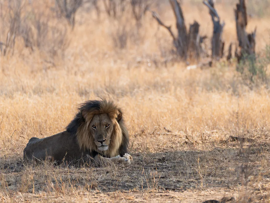Male lion resting in dry grass in Hwange
