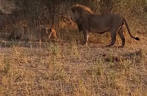 Male lion standing in dry grass near a resting lioness