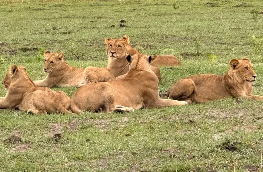 Pride of lions resting in open grassland