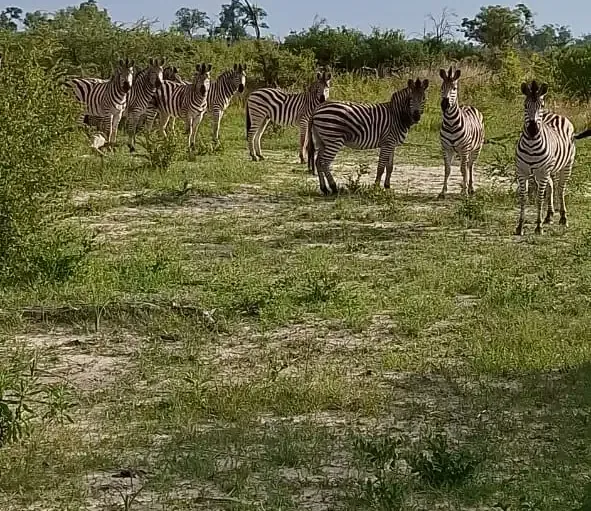 Zebra herd standing on open grassland below distant hills