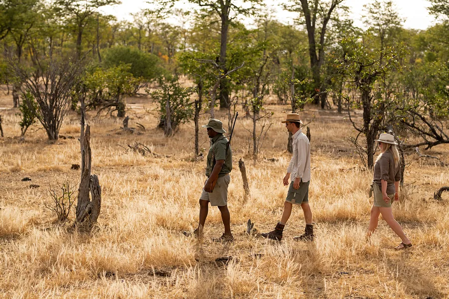 Safari guide and guests walking through dry woodland