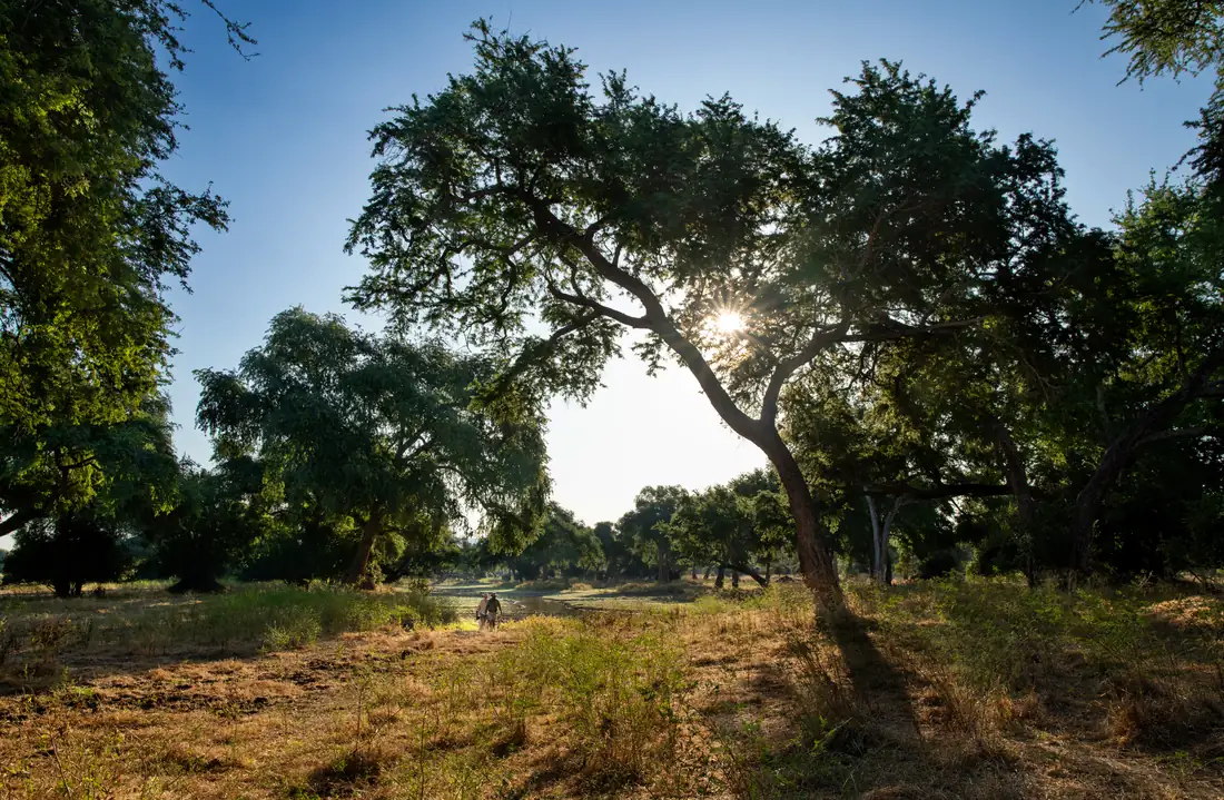 Large riverside tree beside a broad African river landscape