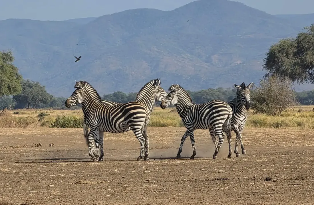 Zebras with a mountain escarpment in the distance