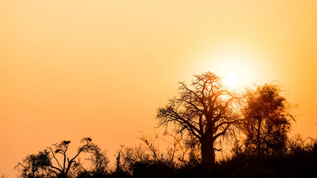 Baobab tree silhouetted against a golden sunset