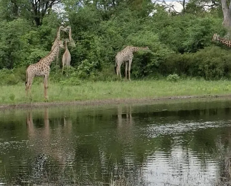 Giraffes standing beside a calm waterway