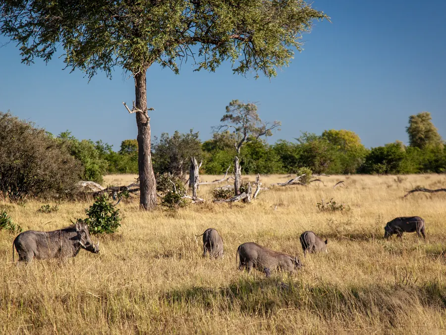 Warthogs grazing beneath trees in a sunny Okavango landscape